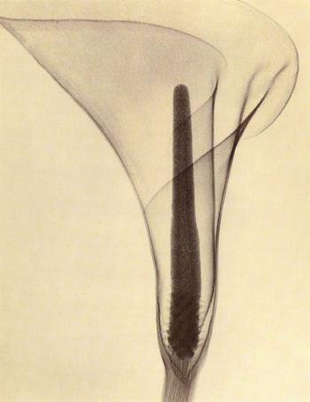 X-Ray of a lily by 
																	Dain L Tasker