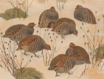 Covey of grey partridges in the snow by 
																	Charles Frederick Tunnicliffe
