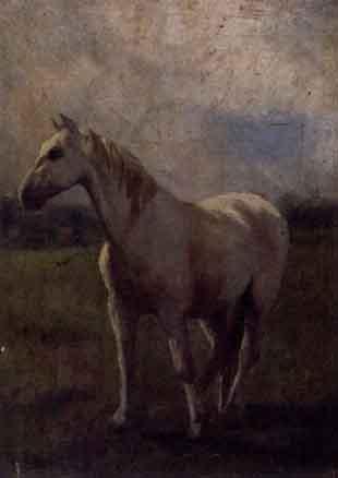 Study of a white horse by 
																	Harry Stein Cairnes