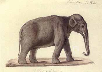 Mammals of India by 
																			Thomas Claverhill Jerdon