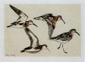 Study of birds by 
																			Leif Rydeng