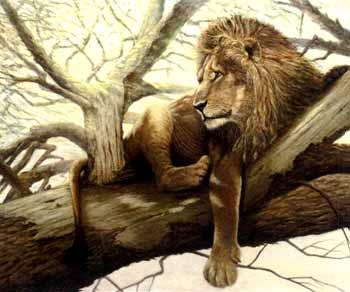 Resting lion by 
																	Eike Redel