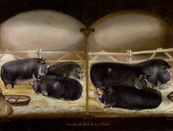 Six prize Berkshire pigs by 
																	John Vine of Colchester