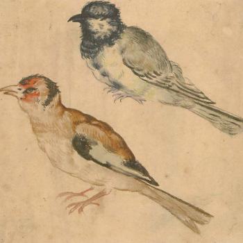Blue tit and a goldfinch by 
																	Giovanni da Udine