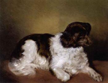 A liver and white Spaniel by 
																	Ferdinand Malitsch