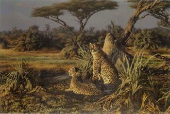 Cheetahs by 
																	Paul Augustinus