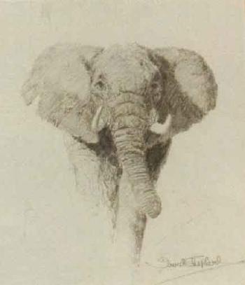 Study of an elephant by 
																	David Shepherd