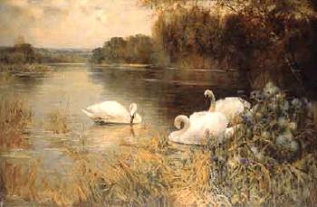 Swans feeding by the water's edge by 
																	Albert E Bailey