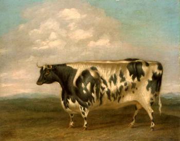 Prize bull by 
																	George B Newmarch