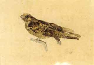 Bird of prey by 
																	 Crown Prince Rudolf of Austria