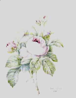 Spray of pink roses by 
																	Ernestine Panckoucke