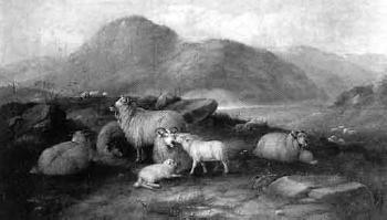 Sheep resting in Highland landscape by 
																	M Joyner