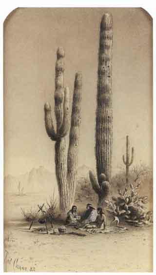 Giant cactus in the Gila Desert by 
																	Rudolf Daniel Ludwig Cronau