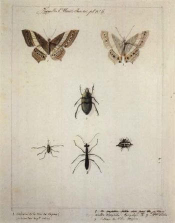 Voyage de l'Uranie, insectes studies by 
																			Adrien Aime Taunay