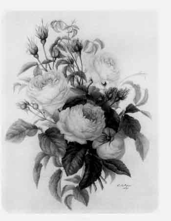 Bouquet de roses by 
																	B Saillefon