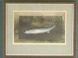 Fish below the surface with detailed border by 
																	Gerard R Hardenbergh