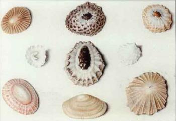 Studies of limpets and other shells by 
																	William Hamilton Yatman