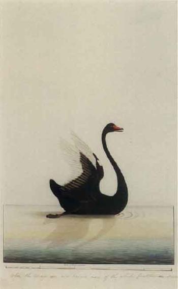 Black swan by 
																	 Sydney Bird Painter