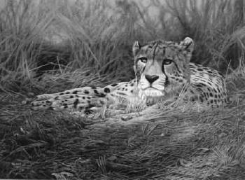 Young male cheetah resting by 
																	Alastair Proud