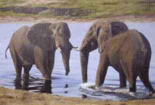 Two elephants watering by 
																	Jonathan Truss