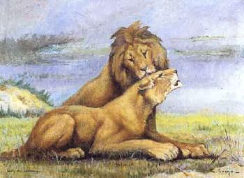 Loin des hommes, couple de lion et lione au repose by 
																	Edouard Eveno