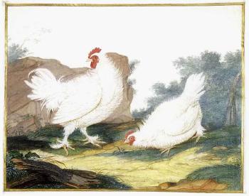 Coq et poule blancs dans un paysage by 
																	Claude Aubriet