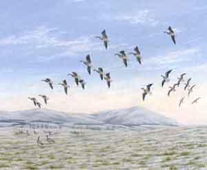 Greylags dropping-in, Moray Firth by 
																	Geoffrey Campbell Black