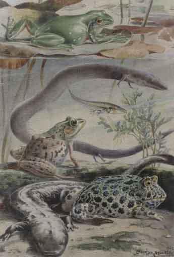 Pond life with other fish and reptiles by 
																	Angelo Fairfax Muckley