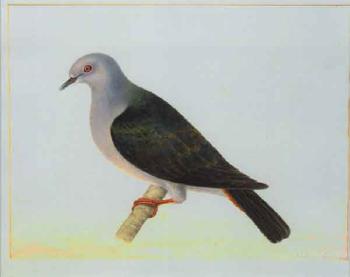 Study of a pigeon by 
																	J Hippolyte Sylvat