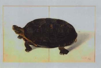 Turtle by 
																	J Hippolyte Sylvat