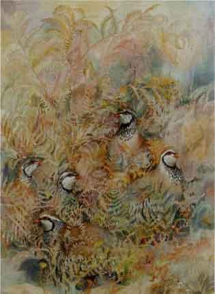 Red leg partridge in cover by 
																	Emma Faull