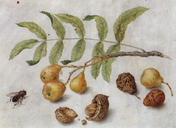 Pears on branch with wash and nuts by 
																	Giovanna Garzoni