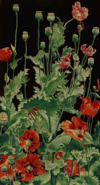 Shirley poppies by 
																	Rutherford Boyd