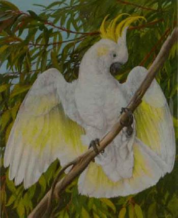 Sulphur crested cockatoo displaying by 
																	James Renny
