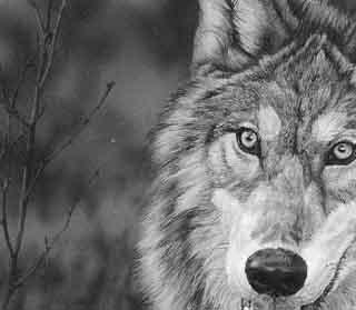 Wolf portrait by 
																	Darren Haley