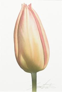 Fire peach tulip by 
																			Bruce Hustad