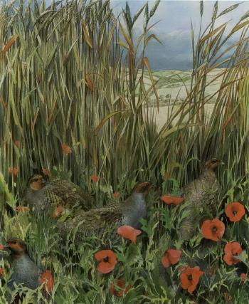 Partridge among poppies by 
																	Emma Faull