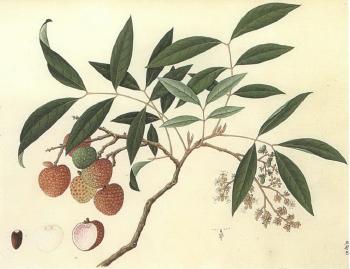 Studies of flowers, plants and fruit by 
																			 Anglo-Chinese-japanese SChool