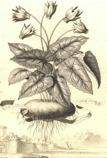 Plant drawings by 
																			Abraham Munting