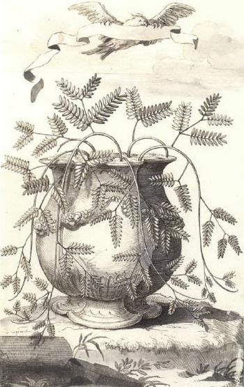 Plant drawings by 
																			Abraham Munting