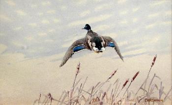 Mallard, a drake making away over the ripe heads of the red-mace by 
																	Eric Ennion