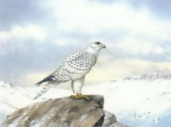 Iceland gyr falcon by 
																	Geoffrey Campbell Black