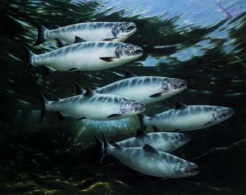 Ocean nomads, Coho Salmon by 
																	Rod Sutterby