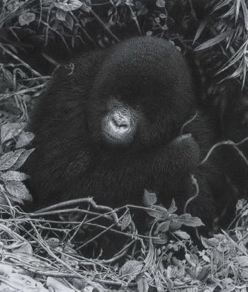 Young mountain gorilla by 
																	David Dancey-Wood