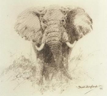 Elephant in the undergrowth by 
																	David Shepherd
