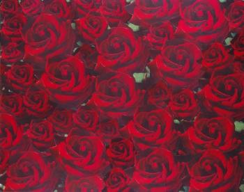 Untitled - red roses by 
																	Peter Dayton