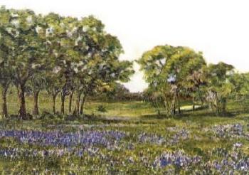 Bluebonnets of Helotes by 
																	Berla Emeree