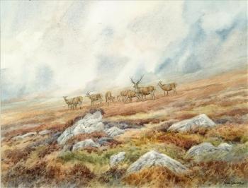 Stag and hinds on a moor by 
																	Brian Rawling