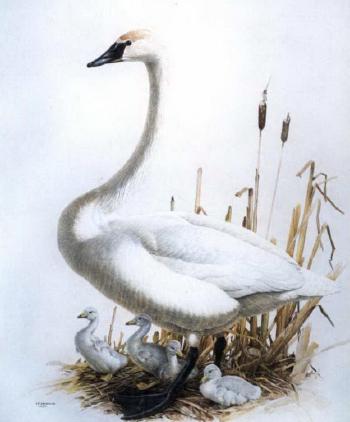 Trumpeter swan by 
																	James Fenwick Lansdowne