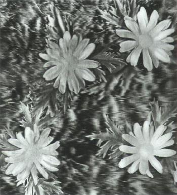 Rain and flowers - daisies by 
																	Andy Warhol